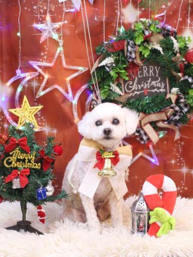 20231202コロンくん